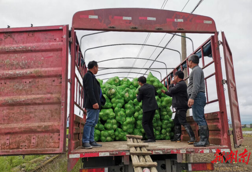 华体会官方版网站登录入口驻村工作队：情系菜农拓销路，为民解忧暖人心