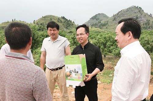 调研玫瑰香柑产业园（图）x